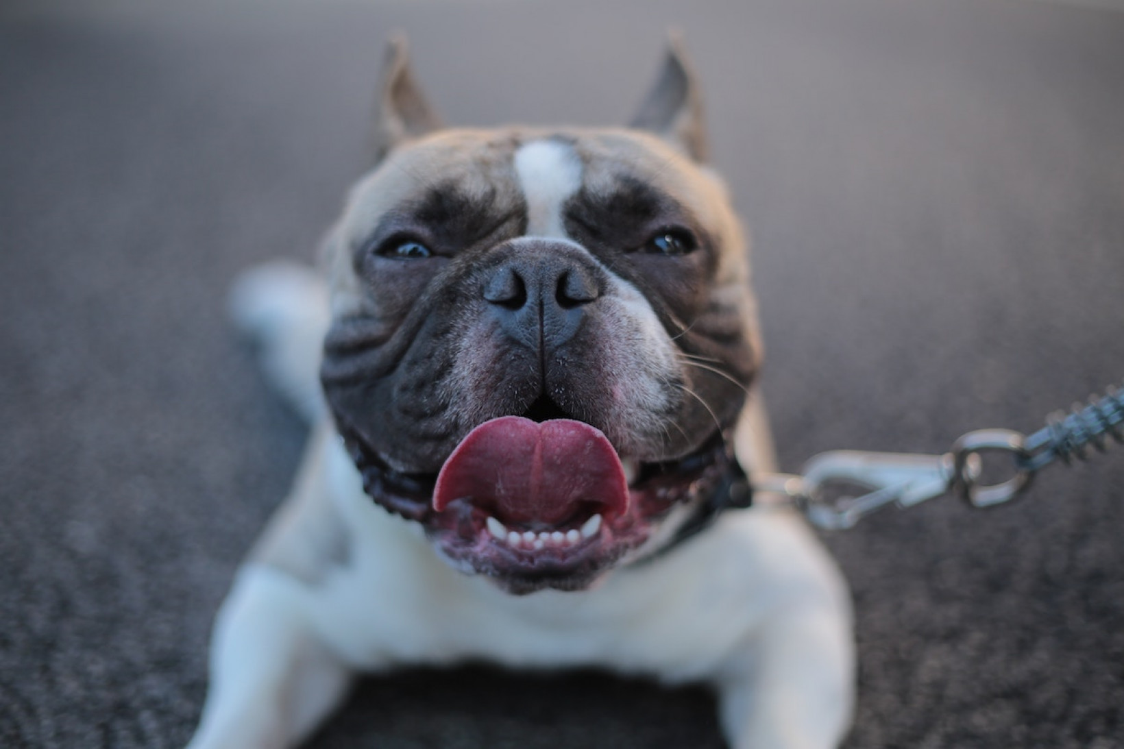 Franse bulldog opereren benauwd